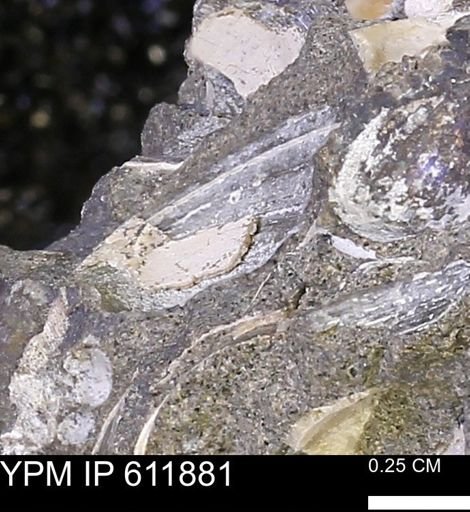 Protocardia sp.