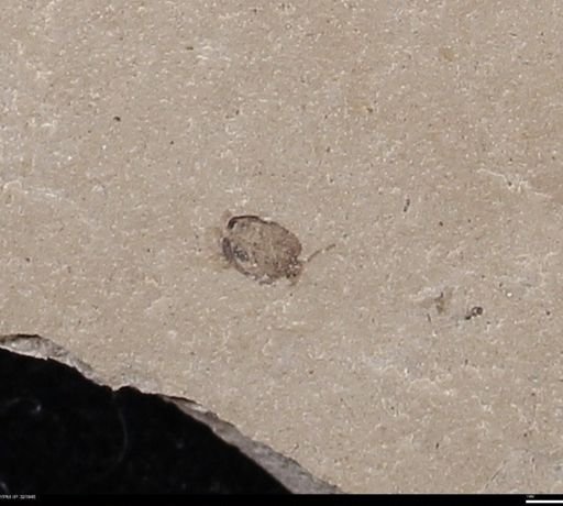 undet. Coleoptera