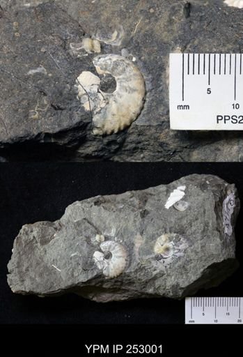 undet. Scaphitidae