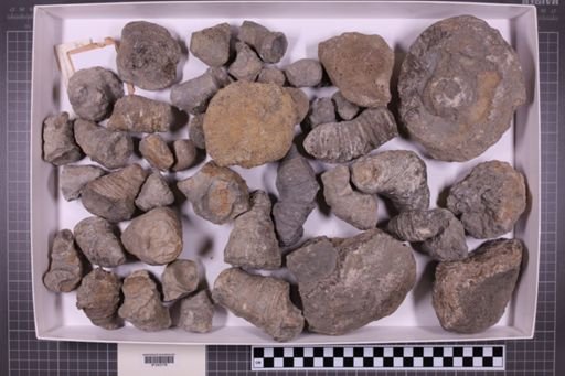 mixed taxa, stratigraphic collection