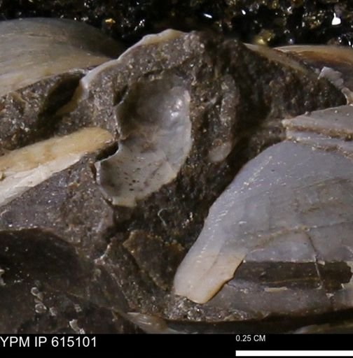 undet. Mollusca