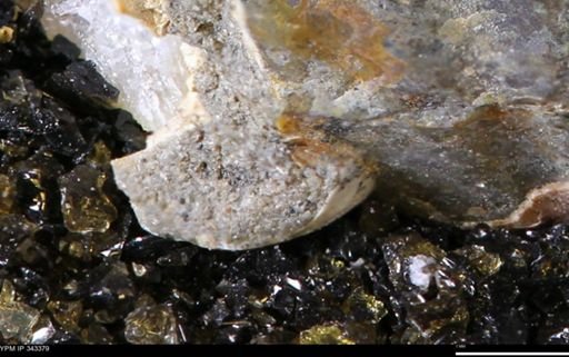 undet. Bivalvia