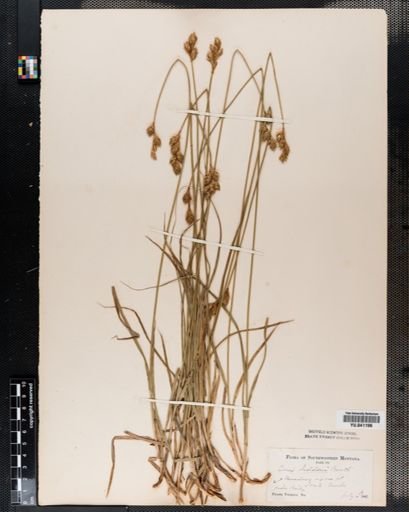 Carex