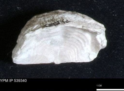 Leptaena rhomboidalis
