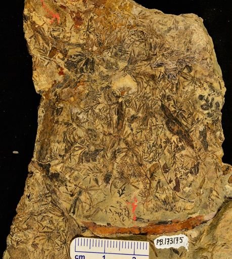 Asterophyllites sp.