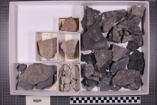 mixed taxa, stratigraphic collection