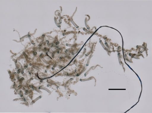 Lensia conoidea
