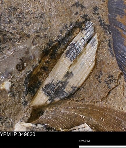 Limopsis striatopunctatus