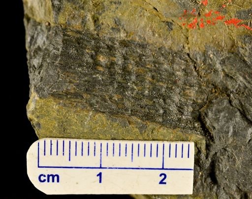Drepanophycus sp.