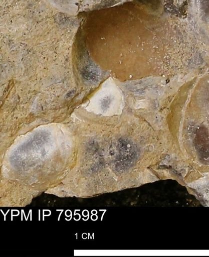 undet. Bivalvia