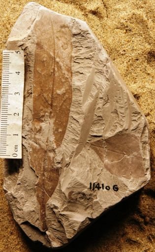 Laurophyllum minus