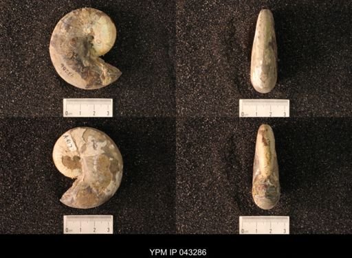 Hoploscaphites nicolletii