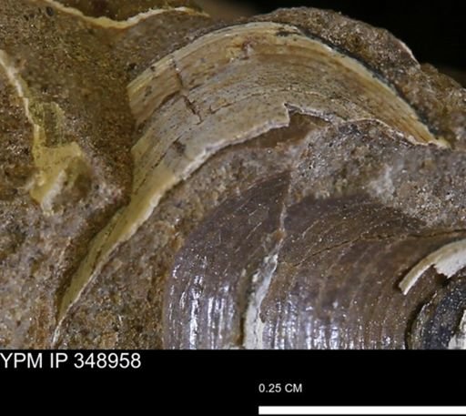 undet. Bivalvia