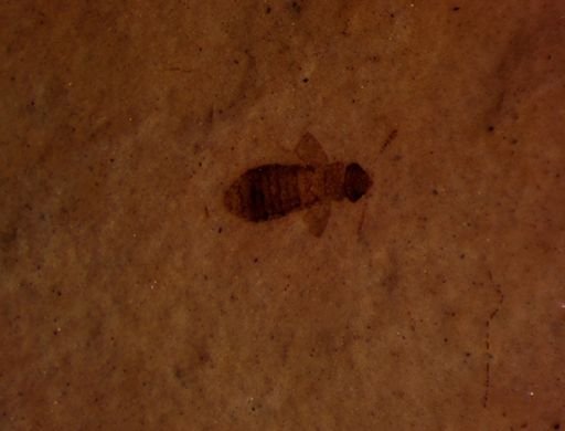 undet. Staphylinidae