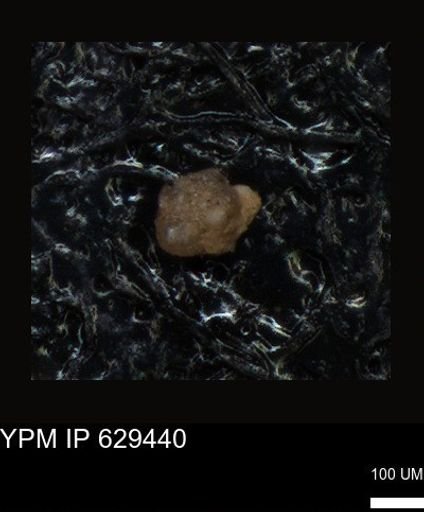 undet. Foraminiferida