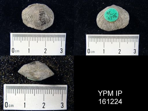 Hebertella maria