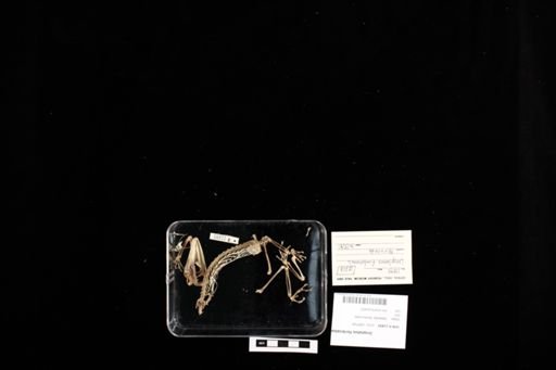 Uroplatus fimbriatus