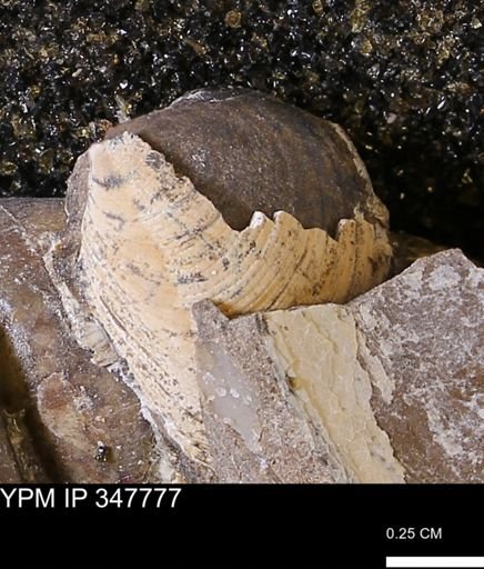 Limopsis striatopunctatus