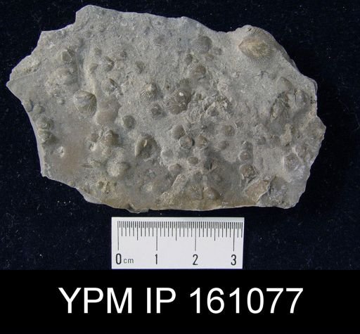 Rhipidomella uberis