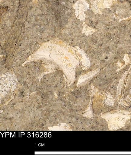 undet. Gastropoda