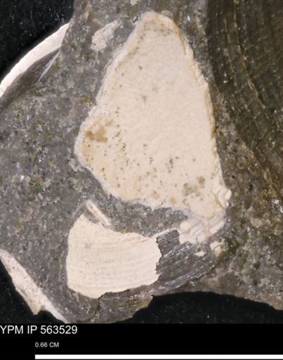Limopsis striatopunctatus