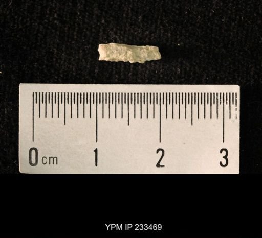 Archaeocidaris sp.