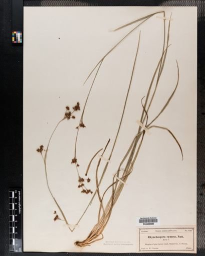 Rhynchospora