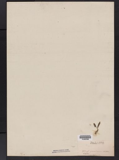 Ophioglossum