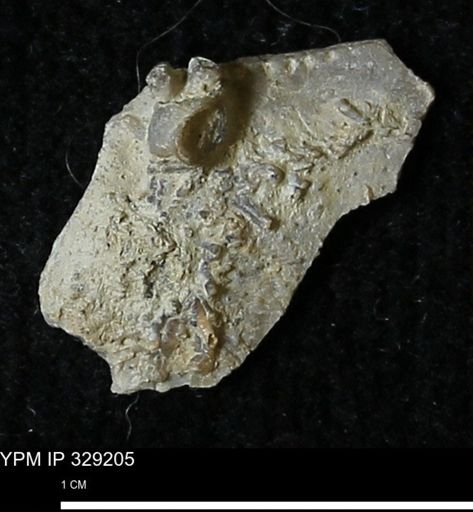 Pholidostrophia iowaensis