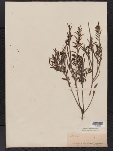 Bossiaea