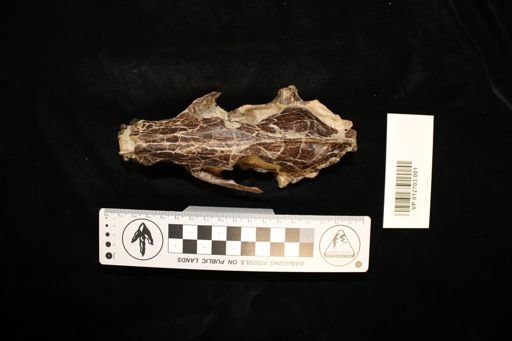 Mesocyon coryphaeus
