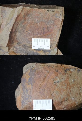 Aegirocassis sp.