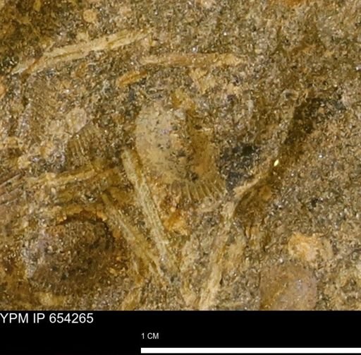 Oxytoma (Hypoxytoma)