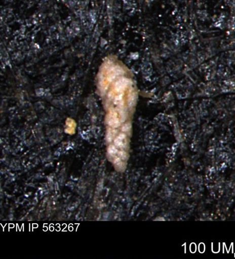 Verneuilinoides hectori