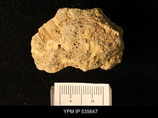 Owenella cf. antiquata