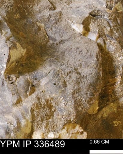 undet. Mollusca