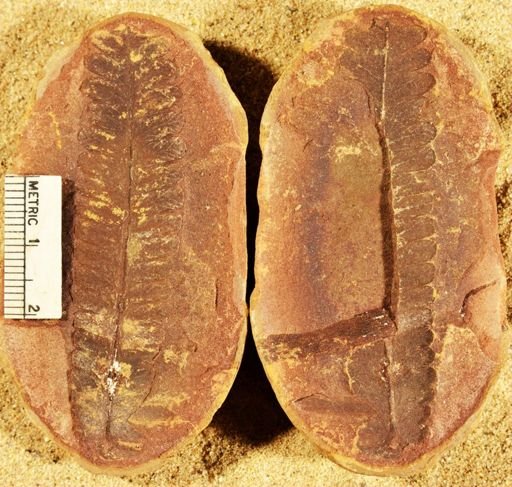 Pecopteris sp.
