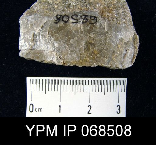 Strophomena sp.