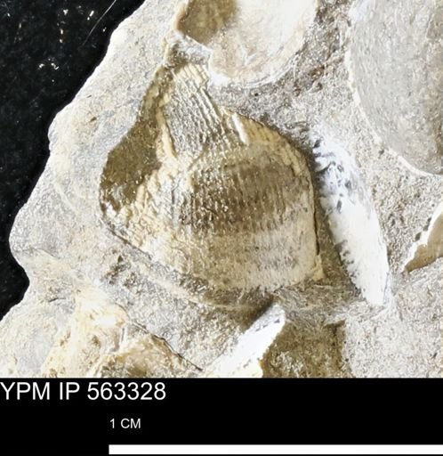 undet. Bivalvia