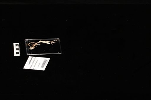 Bolitoglossa dofleini