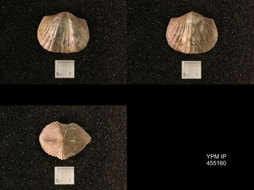 Platystrophia ponderosa