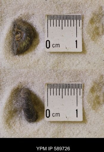 Hoploscaphites nicolletii