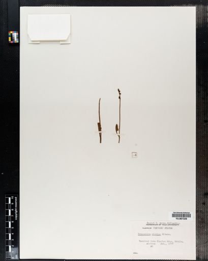 Botrychium simplex