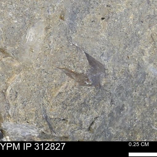 undet. Bivalvia