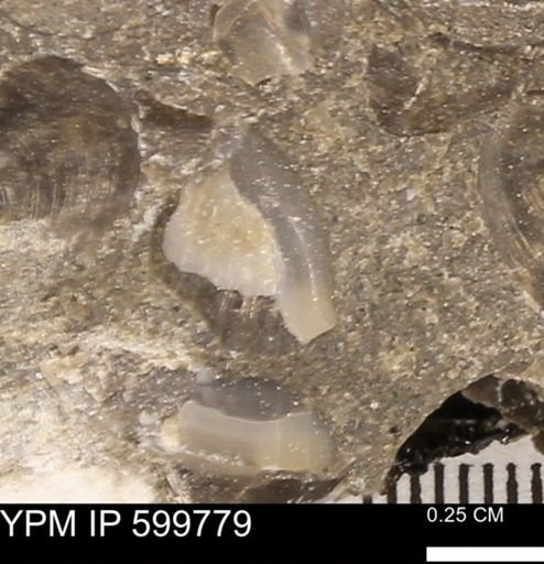 Protocardia subquadrata