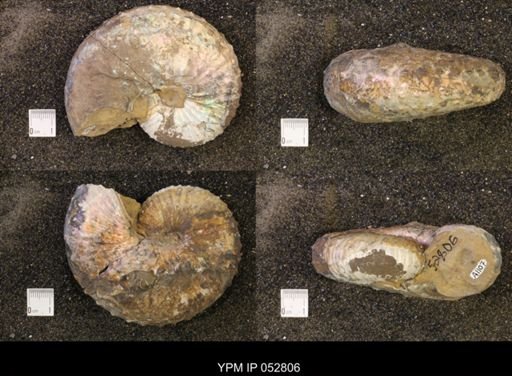 Discoscaphites gulosus