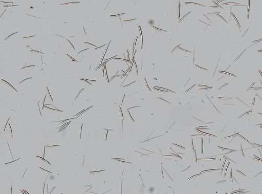 Clathria pennata