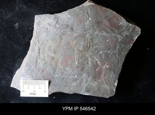 lithologic sample