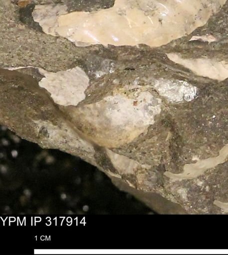 undet. Mollusca