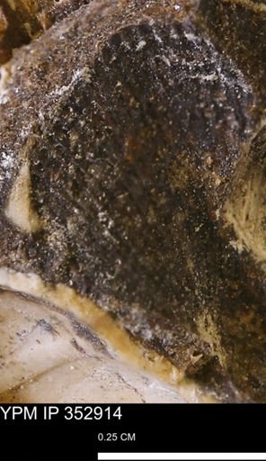 undet. Mollusca